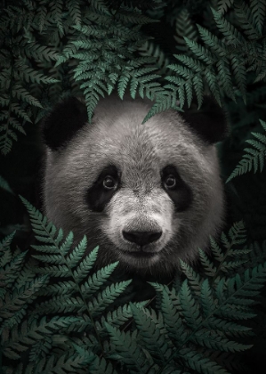 Picture of PANDA BEAR IN THE FOREST