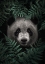Picture of PANDA BEAR IN THE FOREST