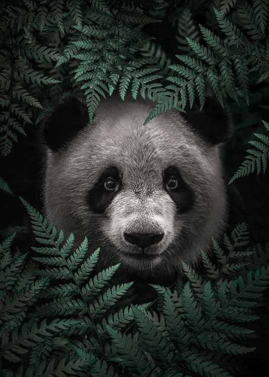 Picture of PANDA BEAR IN THE FOREST