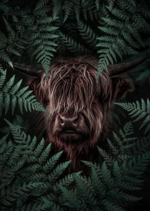 Picture of YAK COW