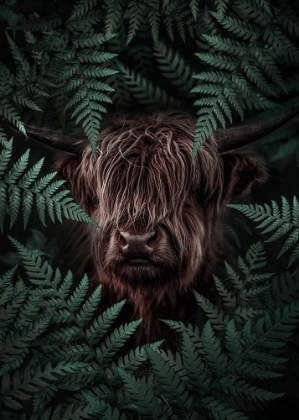 Picture of YAK COW