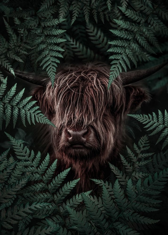 Picture of YAK COW