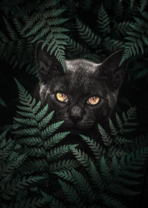 Picture of BLACK CAT IN FERNS