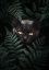 Picture of BLACK CAT IN FERNS