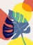 Picture of MONSTERA IN PRIMARY