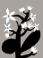 Picture of BLACK AND WHITE FLOWER
