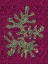 Picture of RED AND GREEN CORAL STUDY