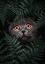 Picture of BRITISH SHORTHAIR CAT