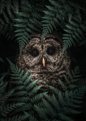 Picture of THE OWL IN FERNS