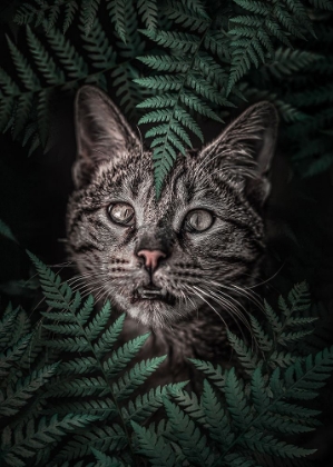 Picture of MEOW CAT IN FERNS