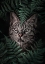 Picture of MEOW CAT IN FERNS