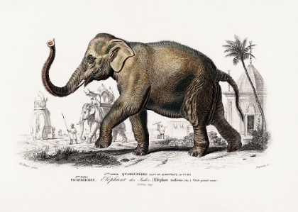 Picture of ASIATIC ELEPHANT