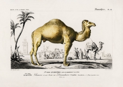 Picture of CAMEL (CAMELUS)