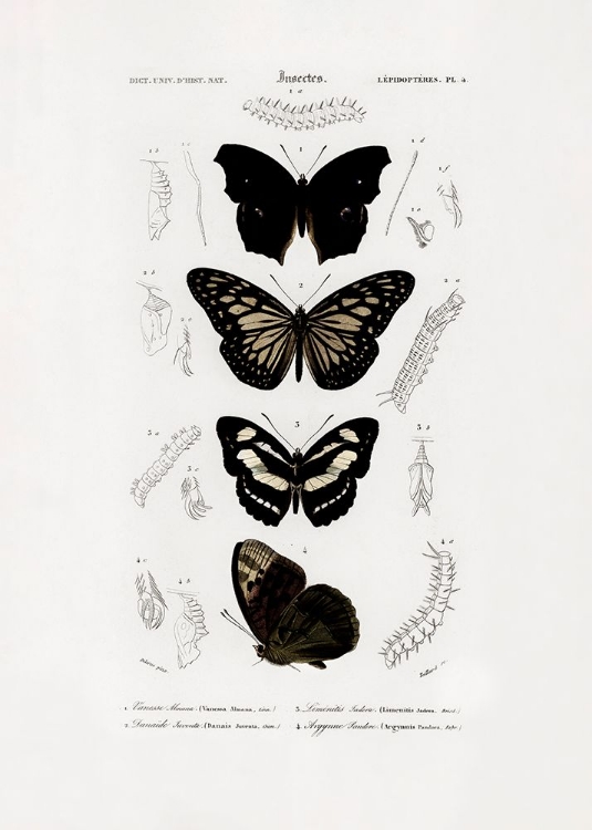 Picture of COLLECTION OF BUTTERFLIES 01