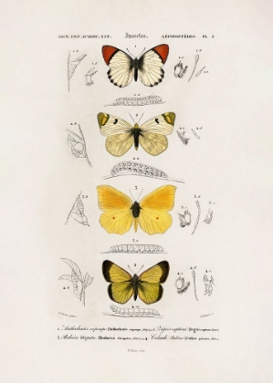 Picture of DIFFERENT TYPES OF BUTTERFLIES