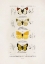Picture of DIFFERENT TYPES OF BUTTERFLIES