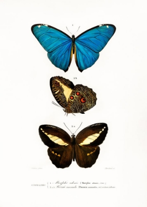 Picture of DIFFERENT TYPES OF BUTTERFLIES II