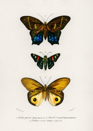 Picture of DIFFERENT TYPES OF BUTTERFLIES III