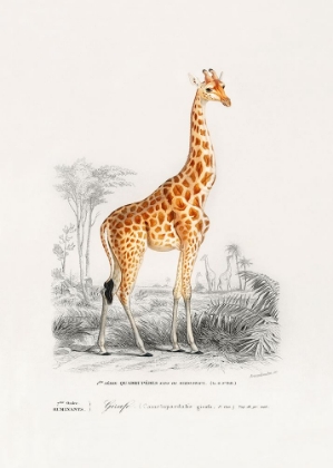 Picture of GIRAFFE