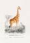 Picture of GIRAFFE