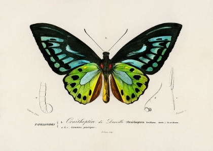 Picture of GREEN BIRDWING BUTTERFLY
