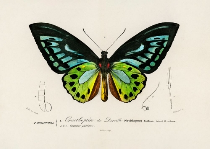 Picture of GREEN BIRDWING BUTTERFLY