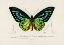 Picture of GREEN BIRDWING BUTTERFLY