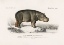 Picture of HIPPOPOTAMUS