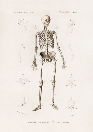 Picture of HUMAN SKELETON