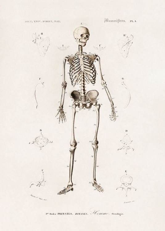 Picture of HUMAN SKELETON