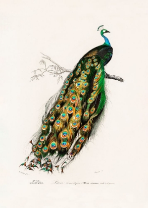 Picture of INDIAN PEAFOWL PEACOCK