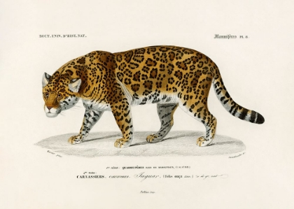 Picture of JAGUAR (PANTHERA ONCA)