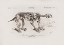 Picture of MEGATHERIUM