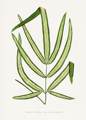 Picture of PTERIS CRETICA LEAF ILLUSTRATION