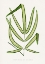 Picture of PTERIS CRETICA LEAF ILLUSTRATION