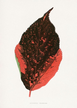 Picture of ACALYPHA TRICOLOR LEAF ILLUSTRATION