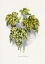 Picture of ABUTILON THOMPSONI LEAF ILLUSTRATION