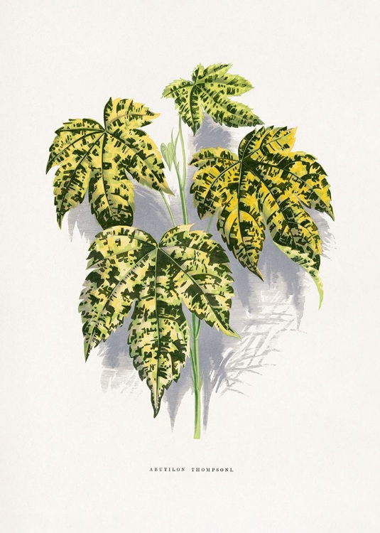 Picture of ABUTILON THOMPSONI LEAF ILLUSTRATION