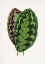 Picture of CALATHEA VEITCHIANA LEAF ILLUSTRATION