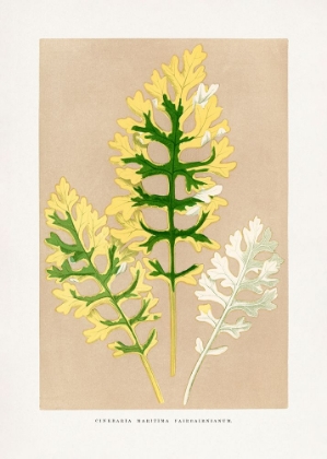 Picture of CINERARIA MARITIMA FAIRBAIRNIANUM LEAF ILLUSTRATION