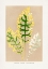 Picture of CINERARIA MARITIMA FAIRBAIRNIANUM LEAF ILLUSTRATION