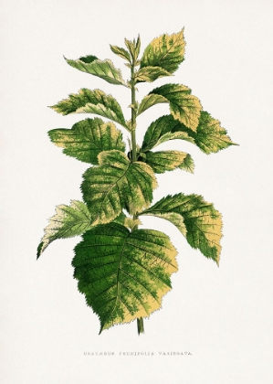 Picture of COMMON HAWNTHORN LEAF ILLUSTRATION