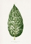 Picture of DIEFFENBACHIA SEGUINA LEAF ILLUSTRATION
