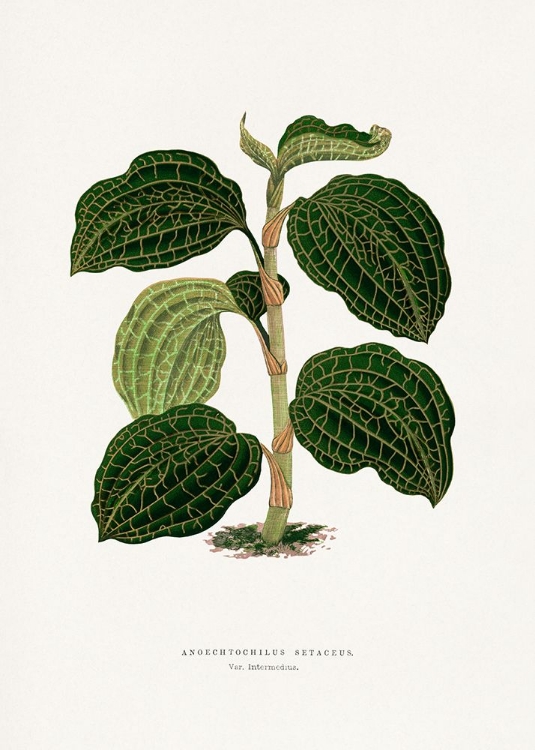 Picture of GREEN ANOECHTOCHILUS SETACEUS LEAF ILLUSTRATION