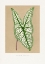 Picture of GREEN CALADIUM BELLEYMII LEAF ILLUSTRATION