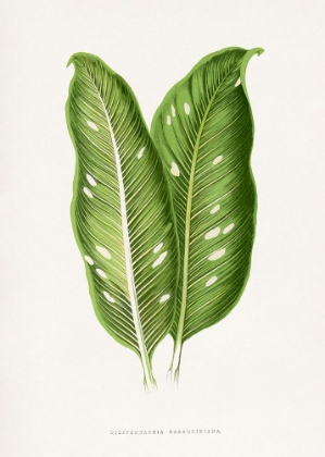 Picture of GREEN DIEFFENBACHIA BARAQUINIANA LEAF ILLUSTRATION