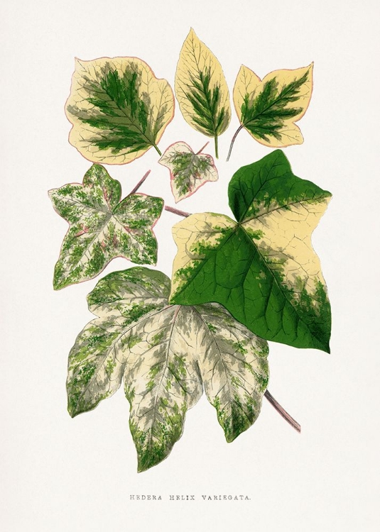 Picture of GREEN LEAF ILLUSTRATION