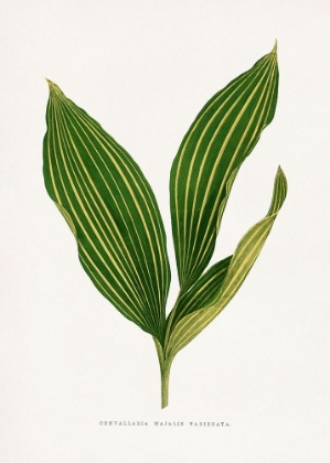 Picture of LILY OF THE VALLEY LEAF ILLUSTRATION