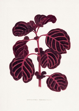 Picture of PINK ACHYRANTHES VERSCHAFFELTII LEAF ILLUSTRATIO