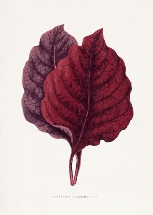 Picture of PINK AMARANTUS LEAF ILLUSTRATION